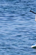 AVA SAMBORA in Bikini Paddle Boarding in Hawaii