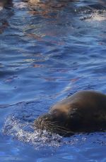 KOURTENY KARDASHIAN in Bikini in the Pool with the Seal