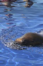 KOURTENY KARDASHIAN in Bikini in the Pool with the Seal