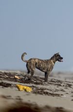 LINDSEY VONN in Shorts Walks Her Dog Leo on the Beach