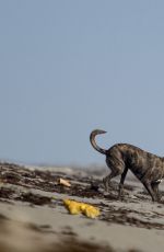 LINDSEY VONN in Shorts Walks Her Dog Leo on the Beach