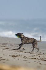 LINDSEY VONN in Shorts Walks Her Dog Leo on the Beach