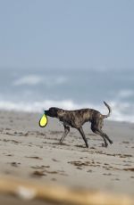 LINDSEY VONN in Shorts Walks Her Dog Leo on the Beach