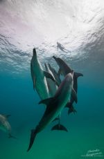 MIRANDA COSGROVE at Oceanup Swimming with Dolphins Campaign
