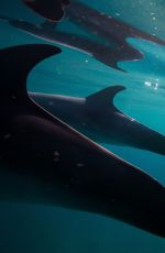 MIRANDA COSGROVE Swiming with Dolphins in Bahamas