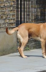 KIMBERLEY GARNER in Shorts Walks Her Dog Out in London