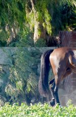KALEY CUOCO Riding Her Horse in Simi Valley 0509