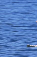 OLIVIA WILDE in Bikini Paddleboarding in Maui