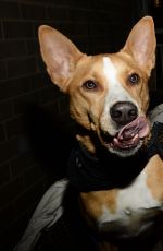 ARIANA GRANDE at Badass Brooklyn Animal Rescue Adoption Event in New York