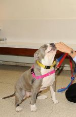 IRINA SHAYK at ASPCA Adoption Center in New York