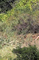 TAYLOR SWIFT in Shorts Out Hiking in Hollywood