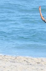 ALESSANDRA AMBROSIO in Bikini at a Beach in Rio De Janeiro