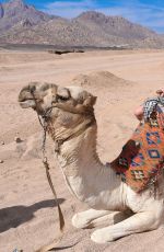 DANIELLA WESTBROOK in Bikini Riding a Camel in Egypt