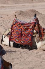 DANIELLA WESTBROOK in Bikini Riding a Camel in Egypt
