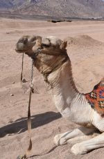 DANIELLA WESTBROOK in Bikini Riding a Camel in Egypt