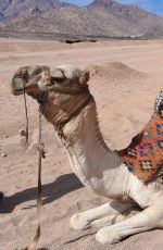 DANIELLA WESTBROOK in Bikini Riding a Camel in Egypt