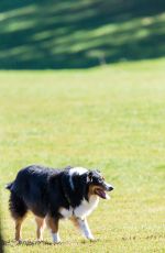 HILARY DUFF Playing with Dogs at a Park in New York 10/11/2015