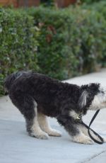 JAMIE CHUNG Walks Her Dog Out in Los Angeles 11/05/2015