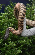 AGNIESZAK RADWANSKA Holding a Python Snake in Melbourne 01/21/2016