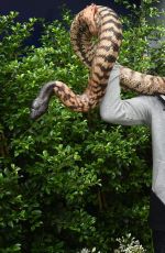 AGNIESZAK RADWANSKA Holding a Python Snake in Melbourne 01/21/2016