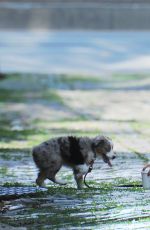 HELENA CHRISTENSEN Walks Her DOg Out in West Village 05/26/2016