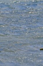 MARGOT ROBBIE in Swimsuit Surfing in Hawaii 07/19/2016