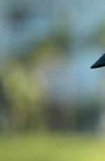 MICHELLE WIE at 2017 Pure Silk Bahamas LPGA Classic First Round at Ocean Club Golf Course in Paradise Island 01/26/2017