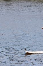 PAIGE VANZANT Paddle Boarding in Hawaii 02/19/2017