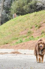 Pregnant AMANDA SEYFRIED Walks Her Dog Out in Los Angeles 02/21/2017