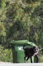 JULIA ROBERTS Walks Her Dogs Out in Malibu 03/07/2017