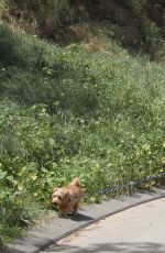 LADY VICTORIA HERVEY Walks Her Dog in Hollywood Hills 04/09/2017