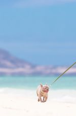CANDACE SMITH in Bikini at a Beach in Lanikai 07/20/2017
