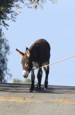 LISA BONET Out with a Donkey and a Dog 11/06/2017