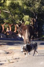 LISA BONET Out with a Donkey and a Dog 11/06/2017