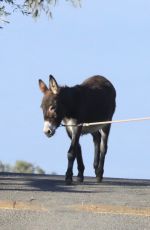 LISA BONET Out with a Donkey and a Dog 11/06/2017