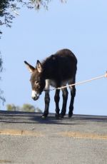 LISA BONET Out with a Donkey and a Dog 11/06/2017