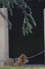 KRISTEN BELL Walks Her Dog Out in Los Angeles 05/10/2018