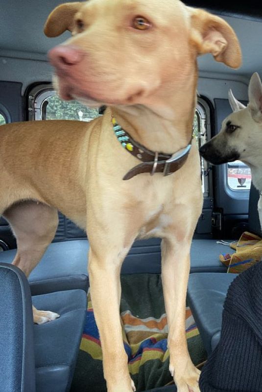 SOPHIA BUSH with Her Dog - Instagram Photos 04/07/2020