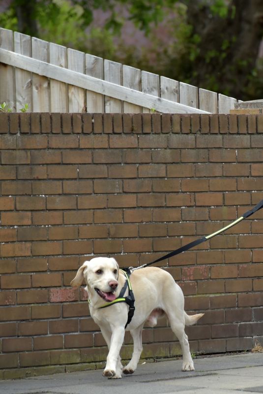REBECCA GORMLEY Out with Her Dog in Newcastle 05/14/2020