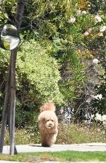 MARCIA CROSS Out with Her Dog in Los Angeles 05/27/2021