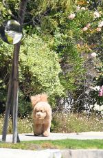 MARCIA CROSS Out with Her Dog in Los Angeles 05/27/2021