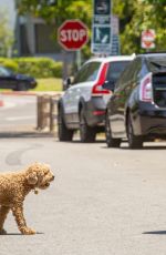FELICITY HUFFMAN Out wit Her Dogs in Los Angeles 05/31/2021