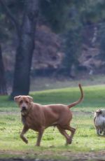 BECCA KUFRIN Out with Her Dogs at a Dog Park in Los Angeles 12/13/2021