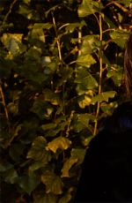 LUCY HALE for Blogging Tales, December 2021