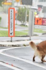 EDEN HARPER Out with Her Dog at Gold Coast 04/05/2024