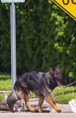 GISELE BUNDCHEN Out Walking Her Dogs in Miami 07/13/2024