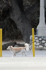 KAIA GERBER Out for a Walk with Her Dog on the Set of Palm Royale in Pasadena 11/05/2024