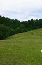AULI