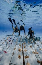 OLIVIA PONTON for Coral Gardeners in Tahiti, April 2026